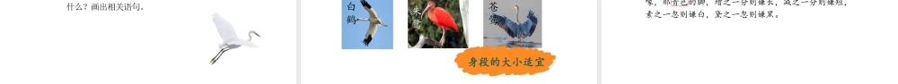 2024统编版-小学语文五年级上册第一单元1.白鹭-教学课件