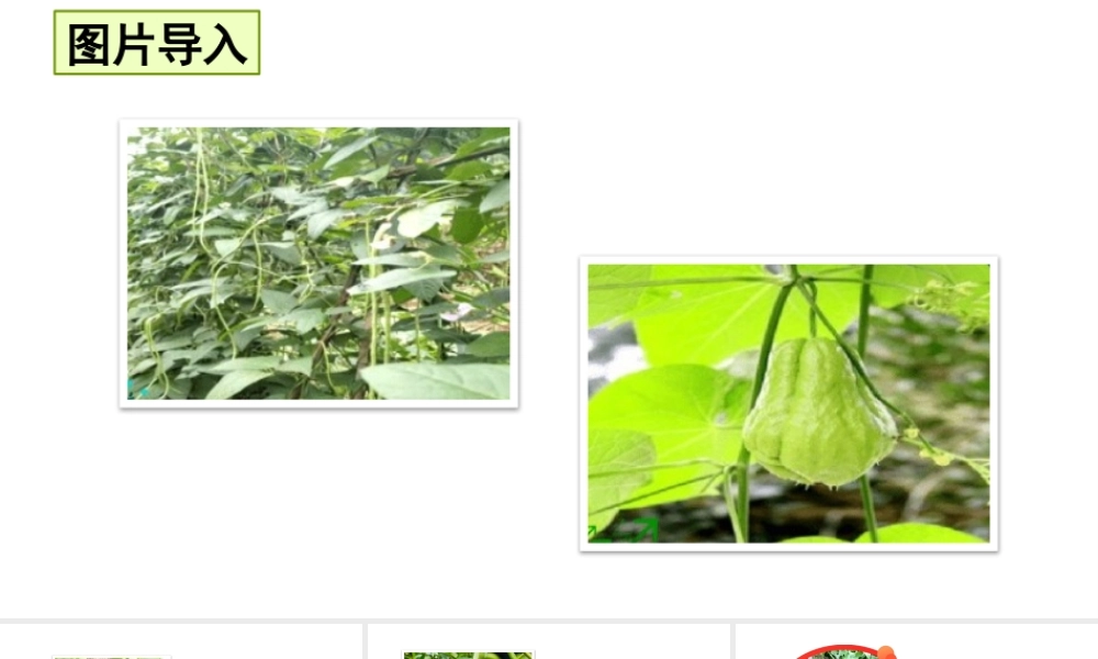 24版人教统编小学六年级上册第五单元16 夏天里的成长 课件