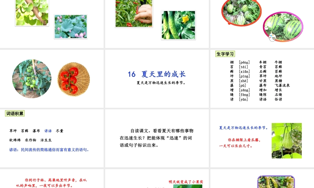 24版人教统编小学六年级上册第五单元16 夏天里的成长 课件