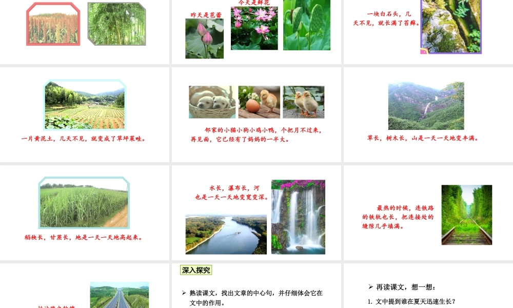 24版人教统编小学六年级上册第五单元16 夏天里的成长 课件