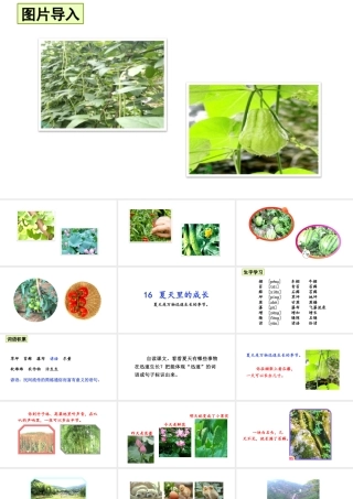 24版人教统编小学六年级上册第五单元16 夏天里的成长 课件