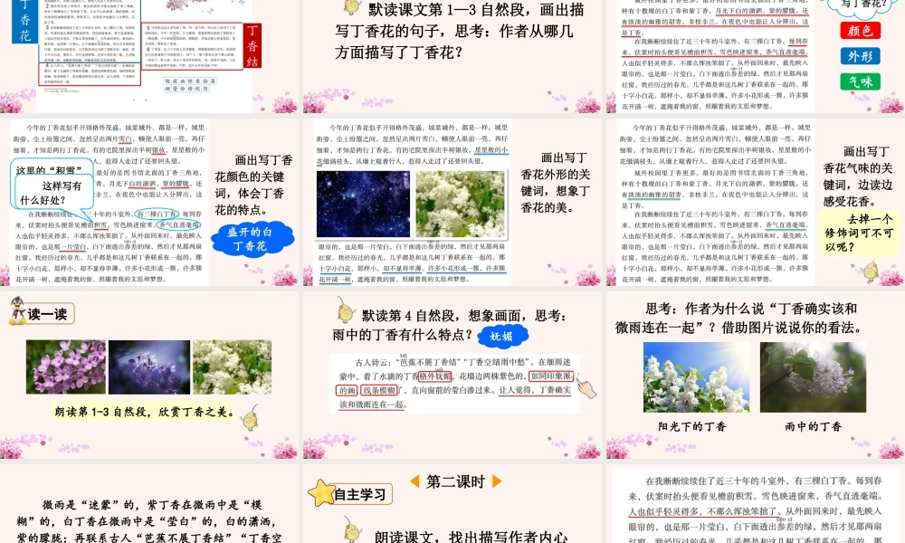 24人教统编版-小学六年级上册第一单元2 丁香结 课件