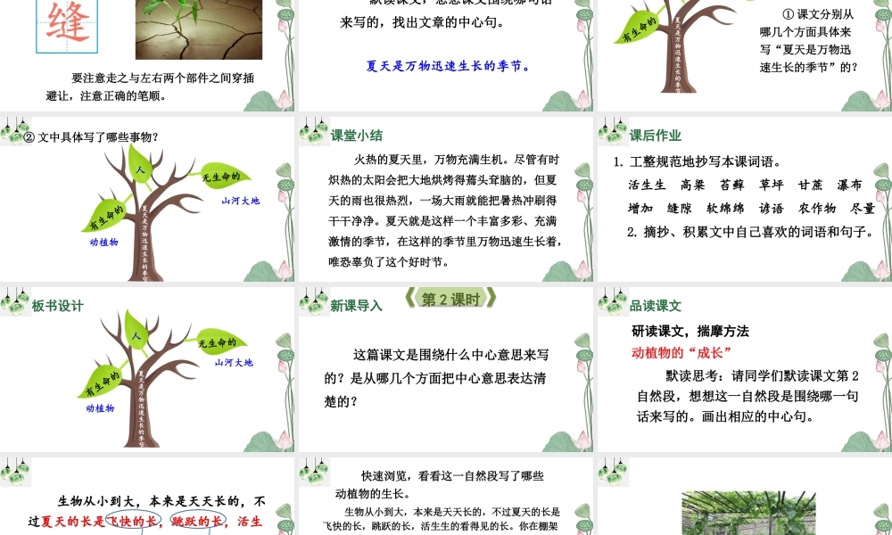 （24人教统编版）小学六年级语文上册第五单元16 夏天里的成长课件