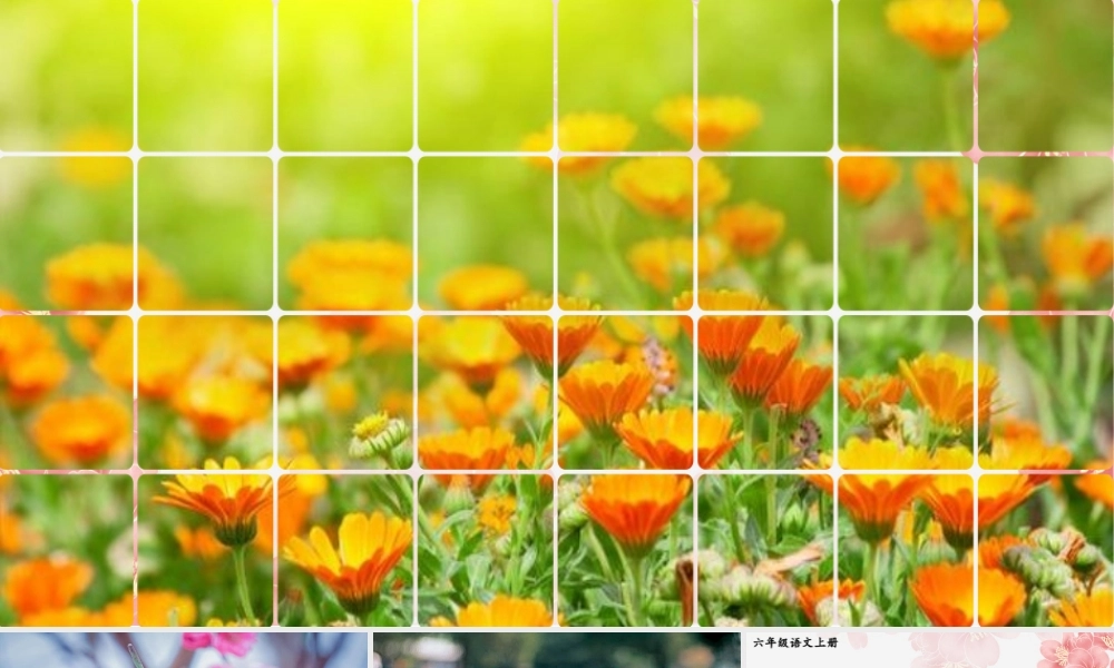 （24人教统编版）小学六年级语文上册第一单元4 花之歌课件