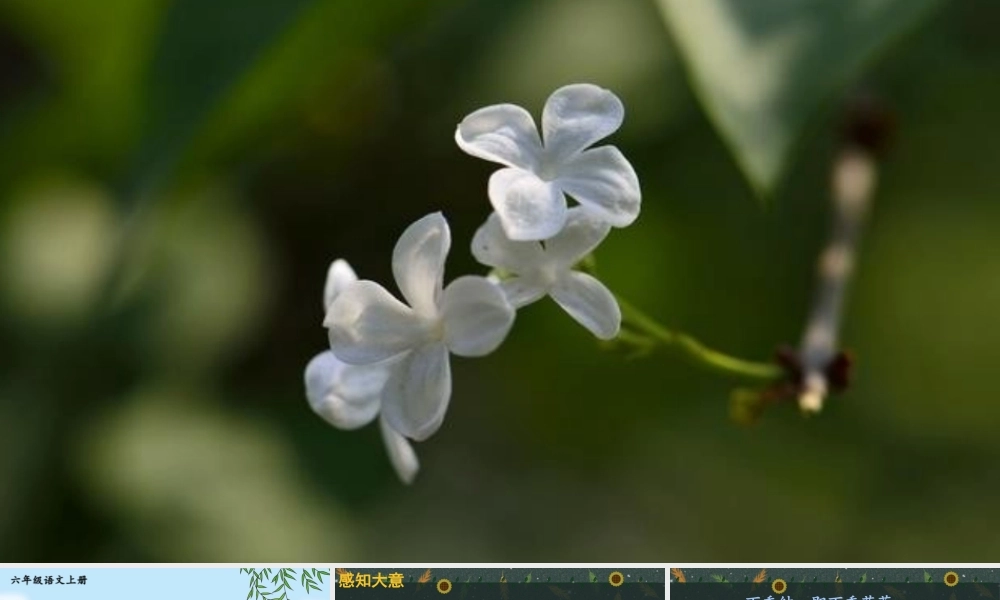 25秋人教统编版小学语文六年级上册第一单元2 丁香结课件