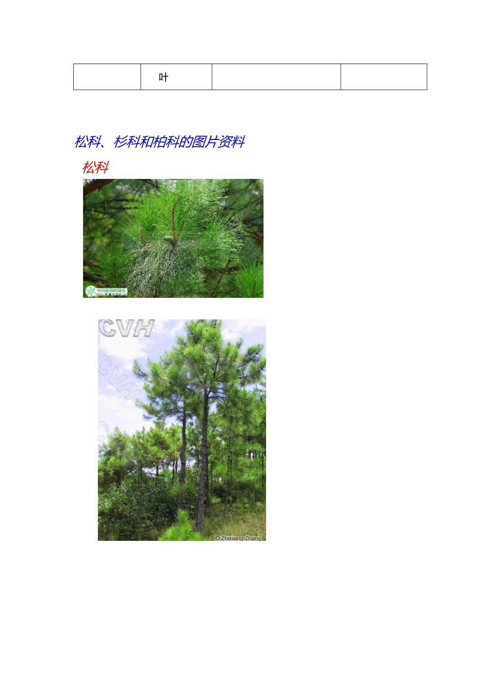 列表比较松、杉、柏三科的区别_第3页
