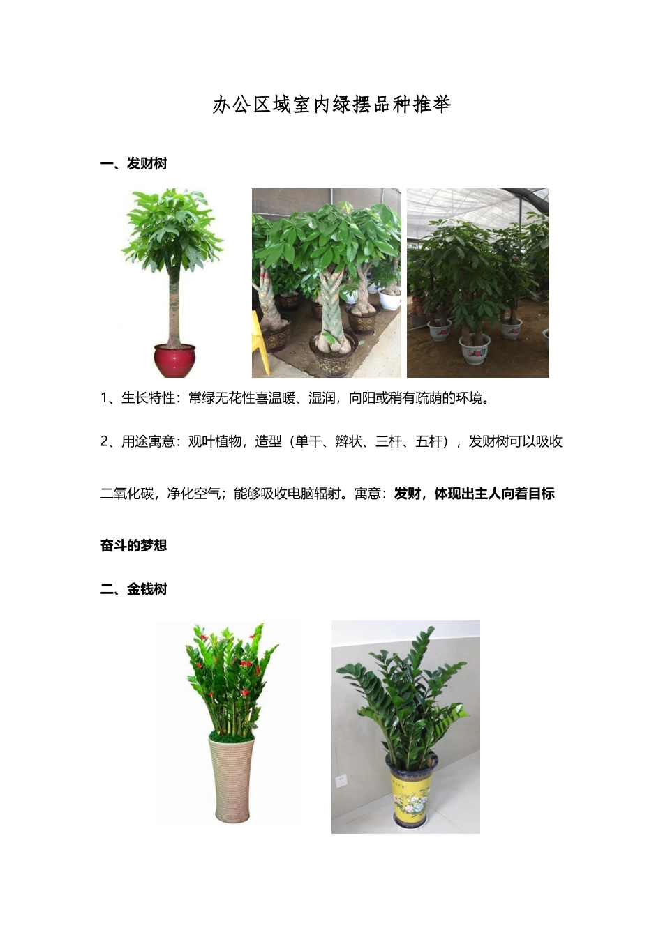 办公区域室内绿摆品种推荐_第2页
