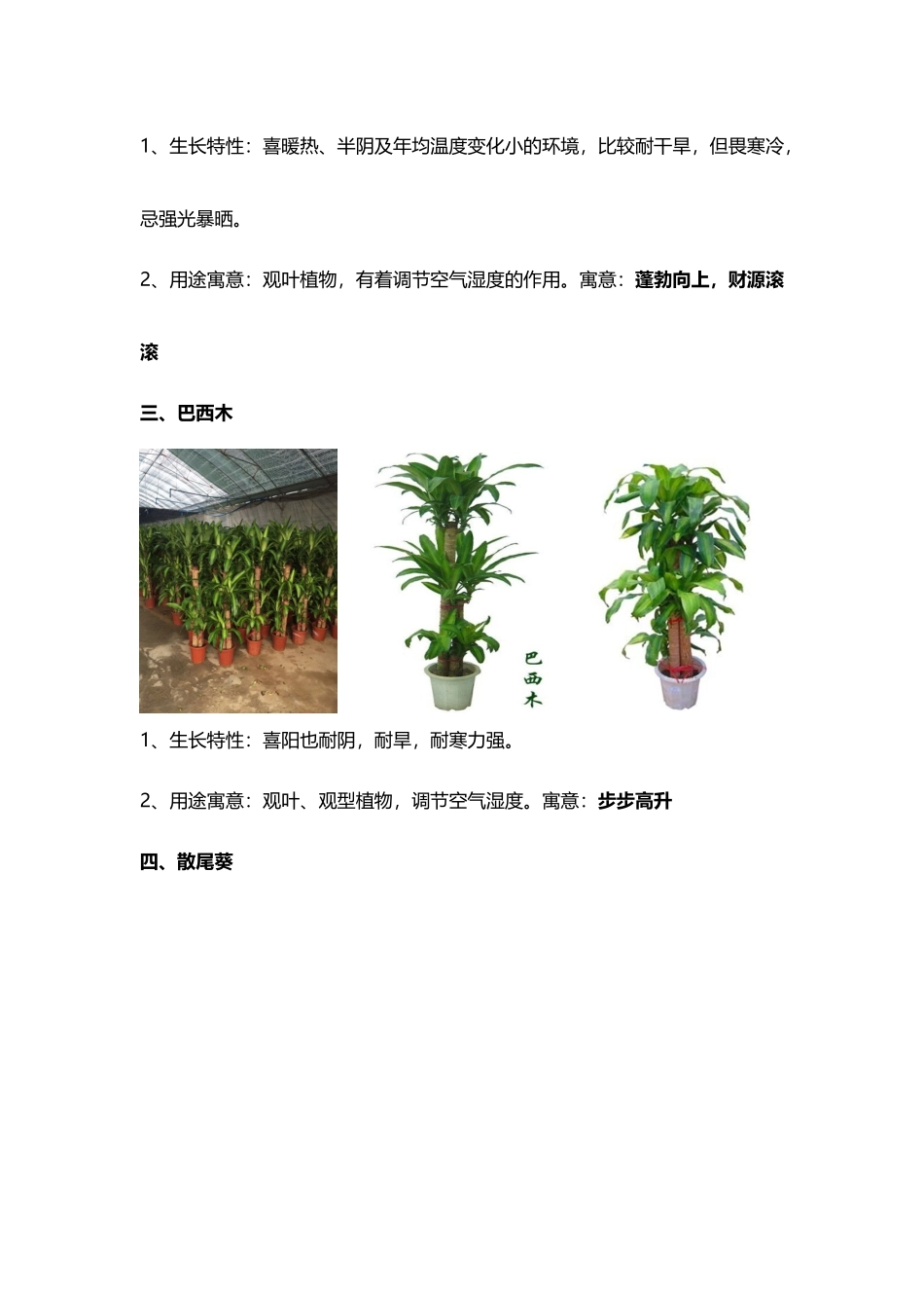 办公区域室内绿摆品种推荐_第3页