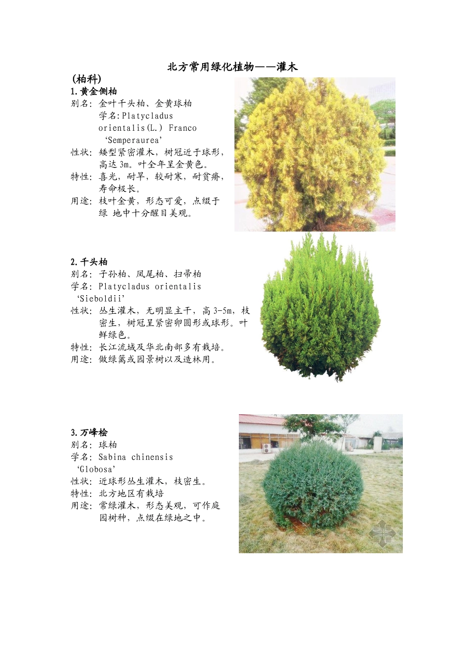 北方园林绿化常用植物-灌木_第1页