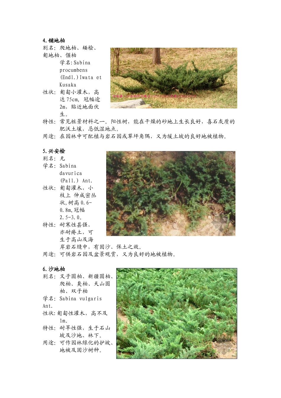 北方园林绿化常用植物-灌木_第2页
