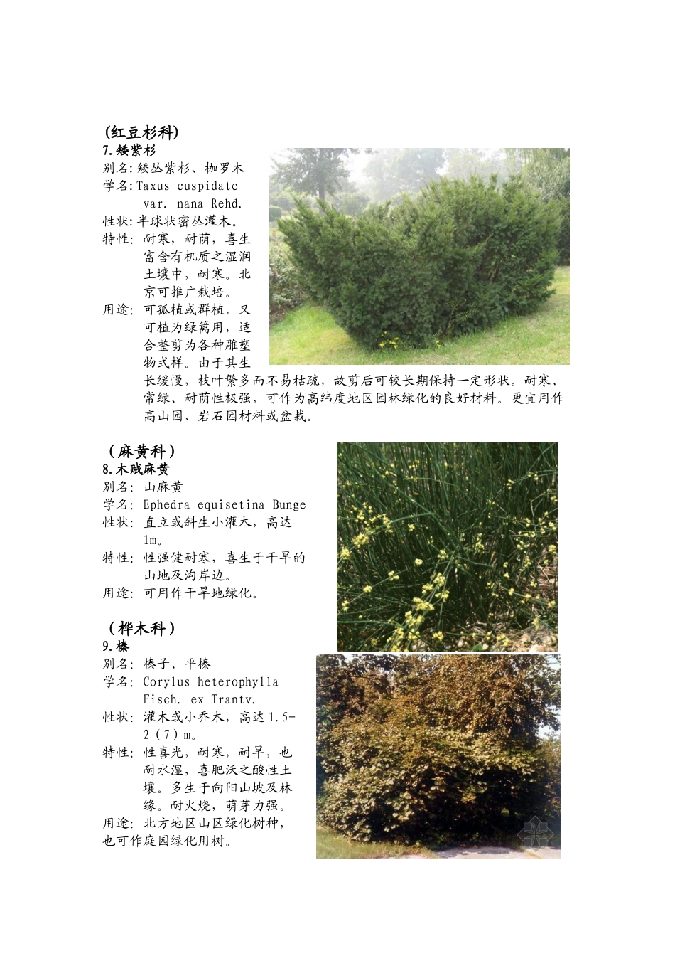 北方园林绿化常用植物-灌木_第3页