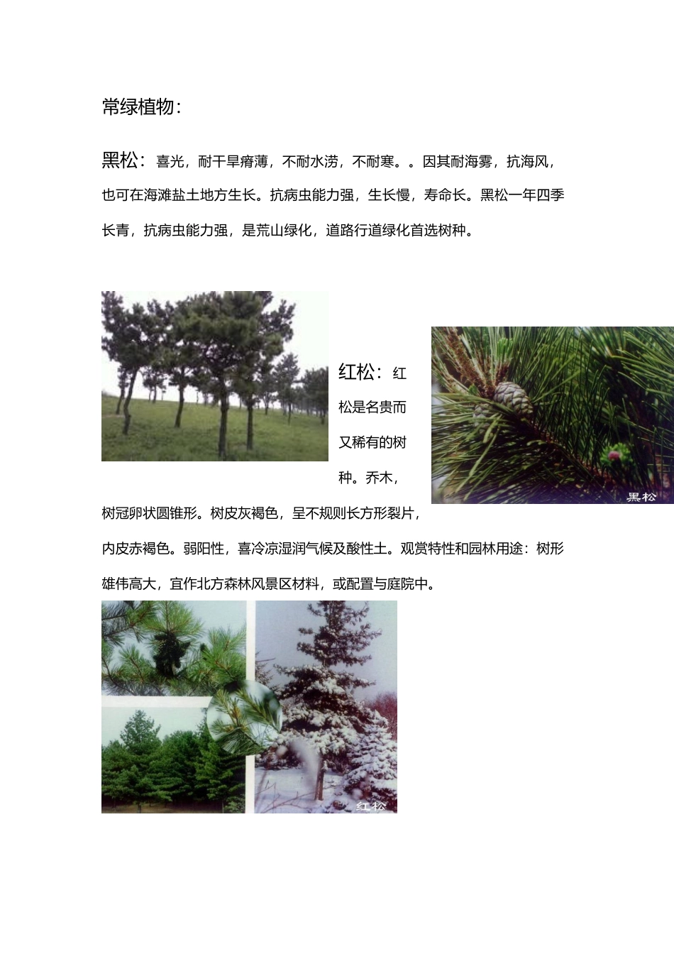北方常用园林植物汇总_第2页