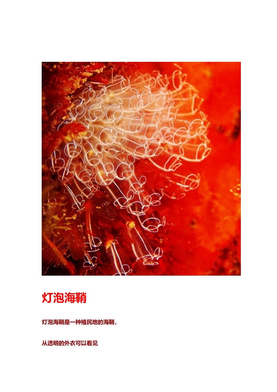 十大最美丽海洋生物图文照片_第3页