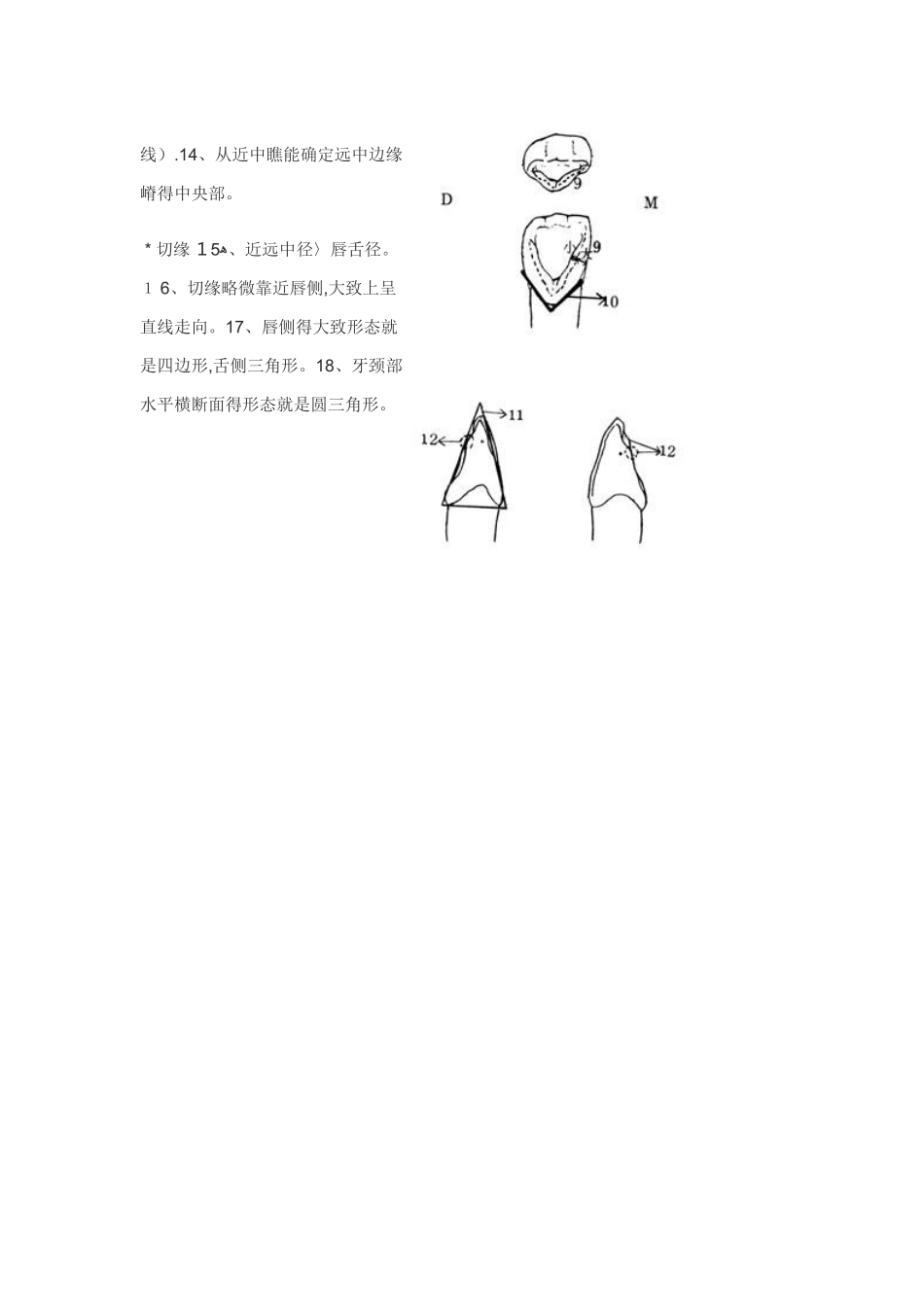各个牙体雕刻之基本形态要求_第2页