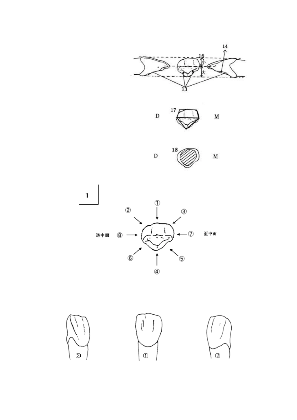 各个牙体雕刻之基本形态要求_第3页