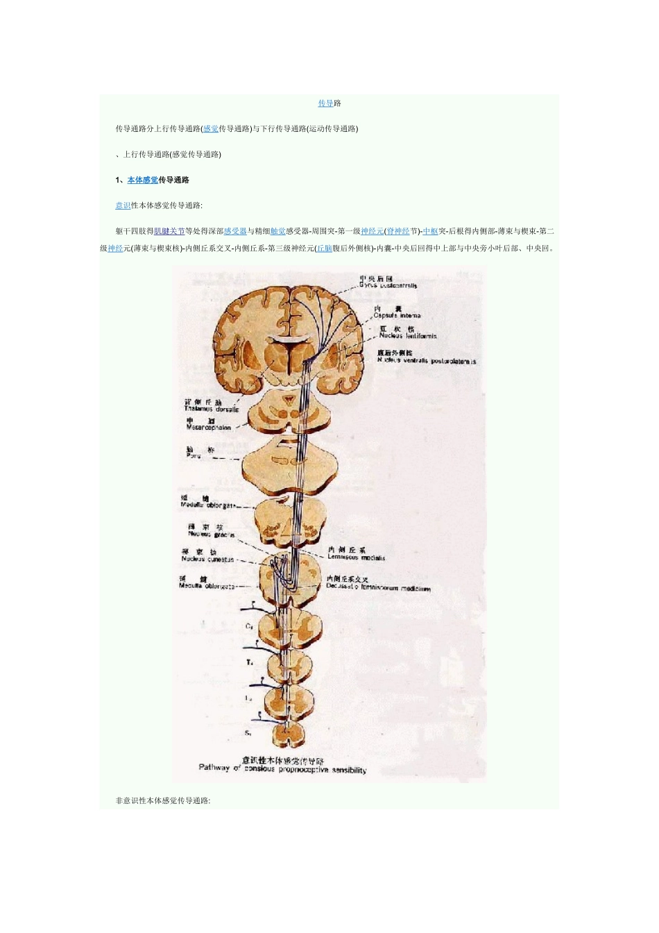 各种传导通路汇总_第1页