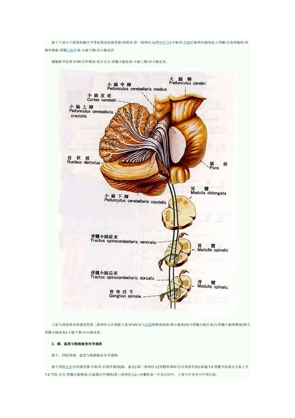 各种传导通路汇总_第2页
