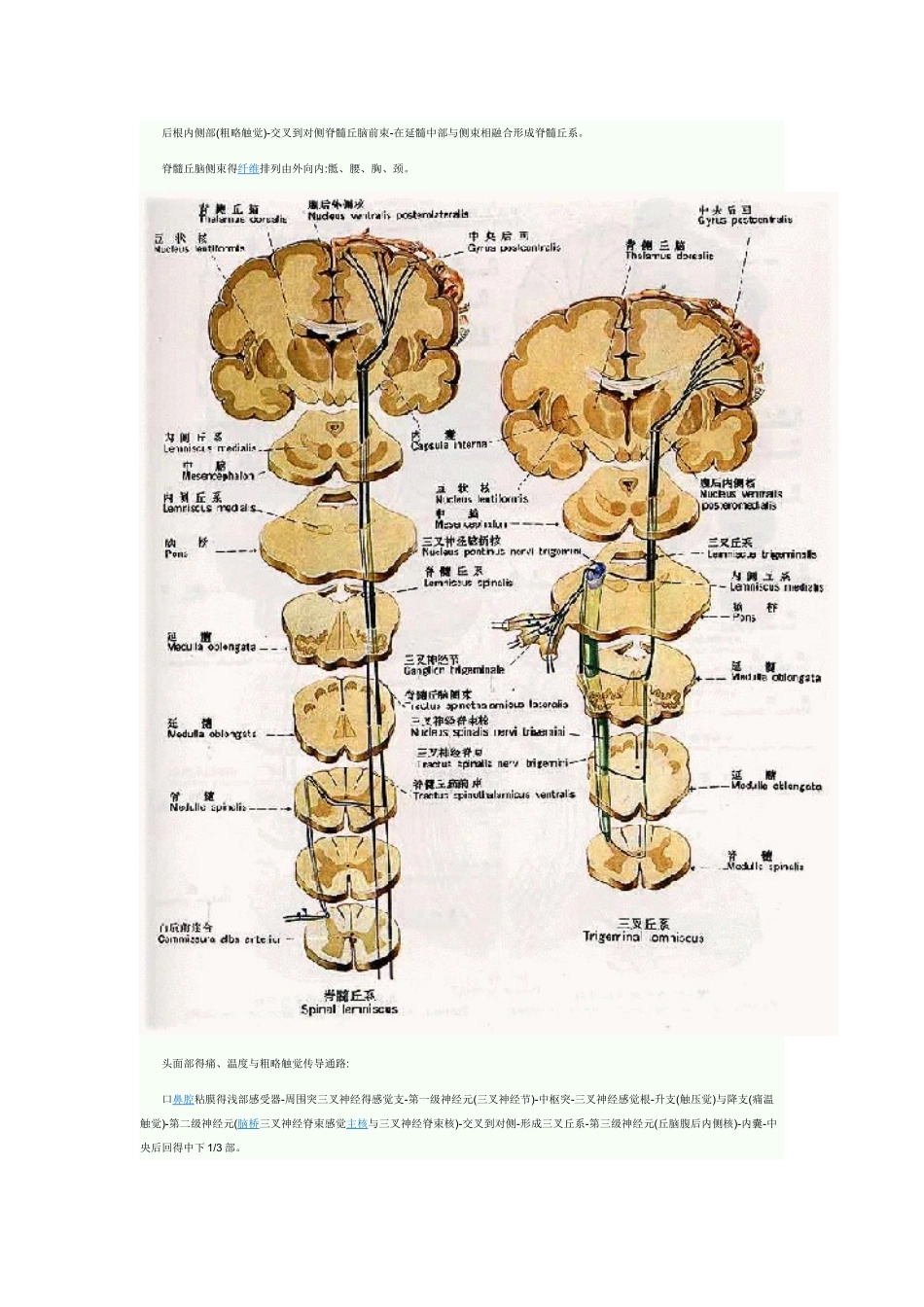 各种传导通路汇总_第3页