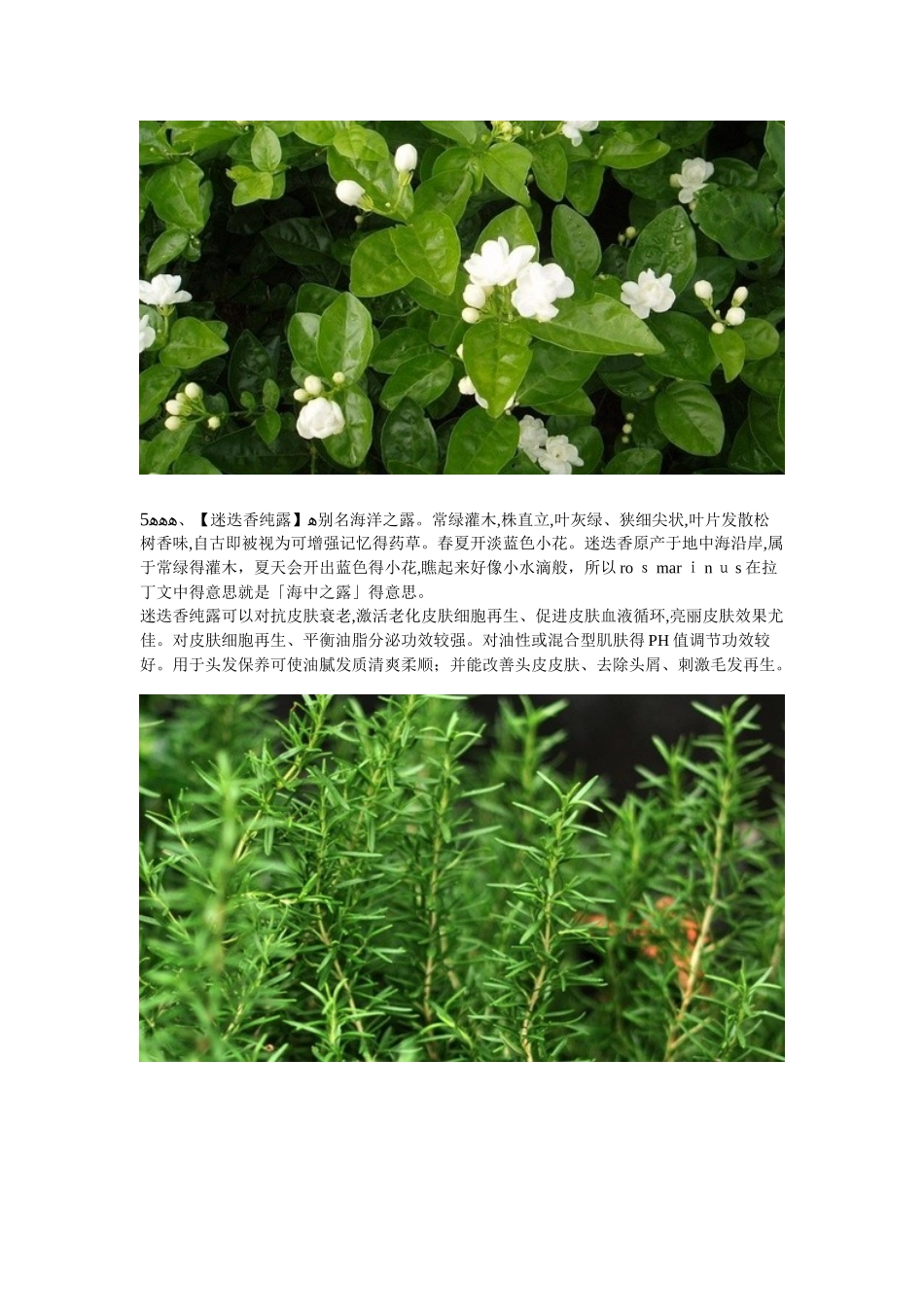 各种纯露的作用_第3页