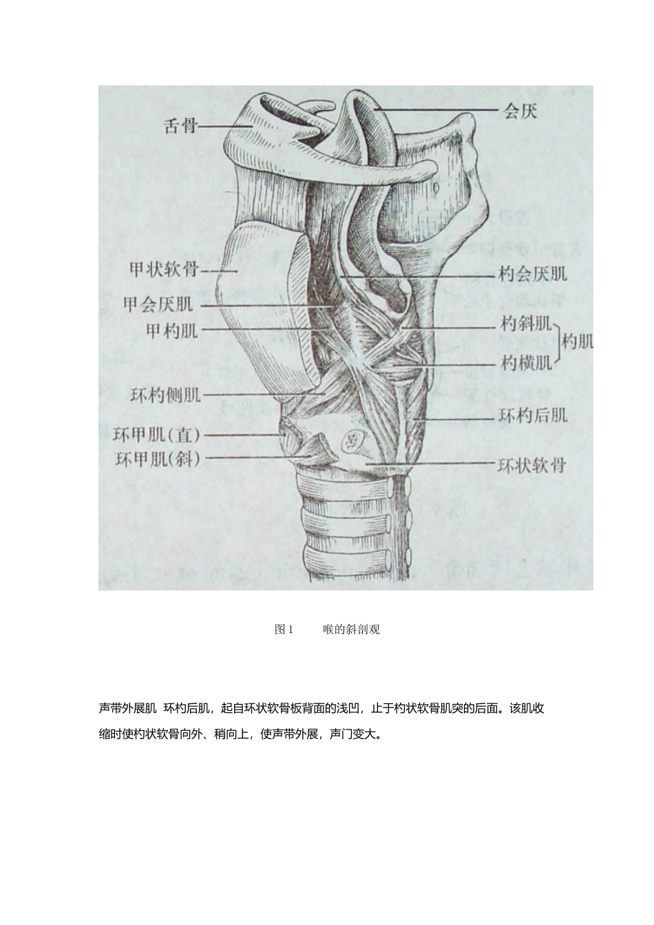 喉部的肌肉分为喉外肌和喉内肌_第3页