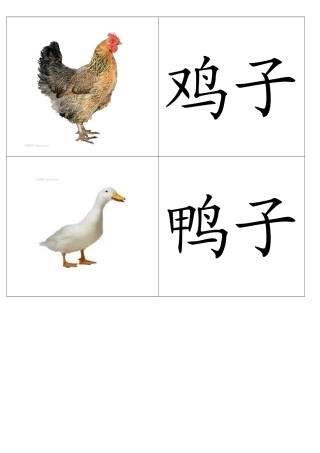 基础动物卡片
