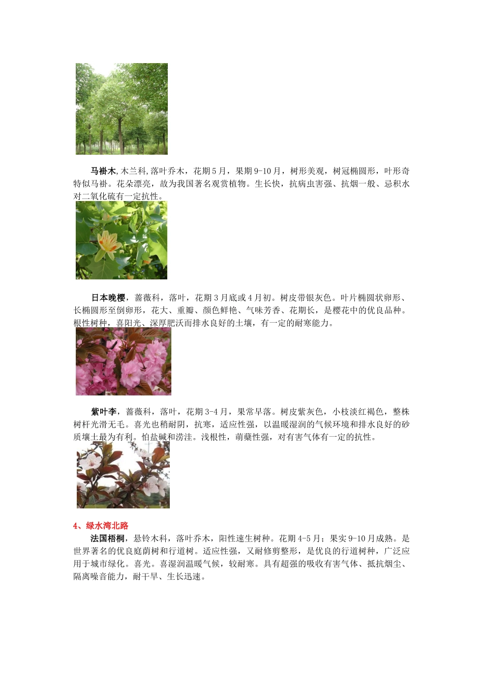 大乔木与小乔木2_第3页