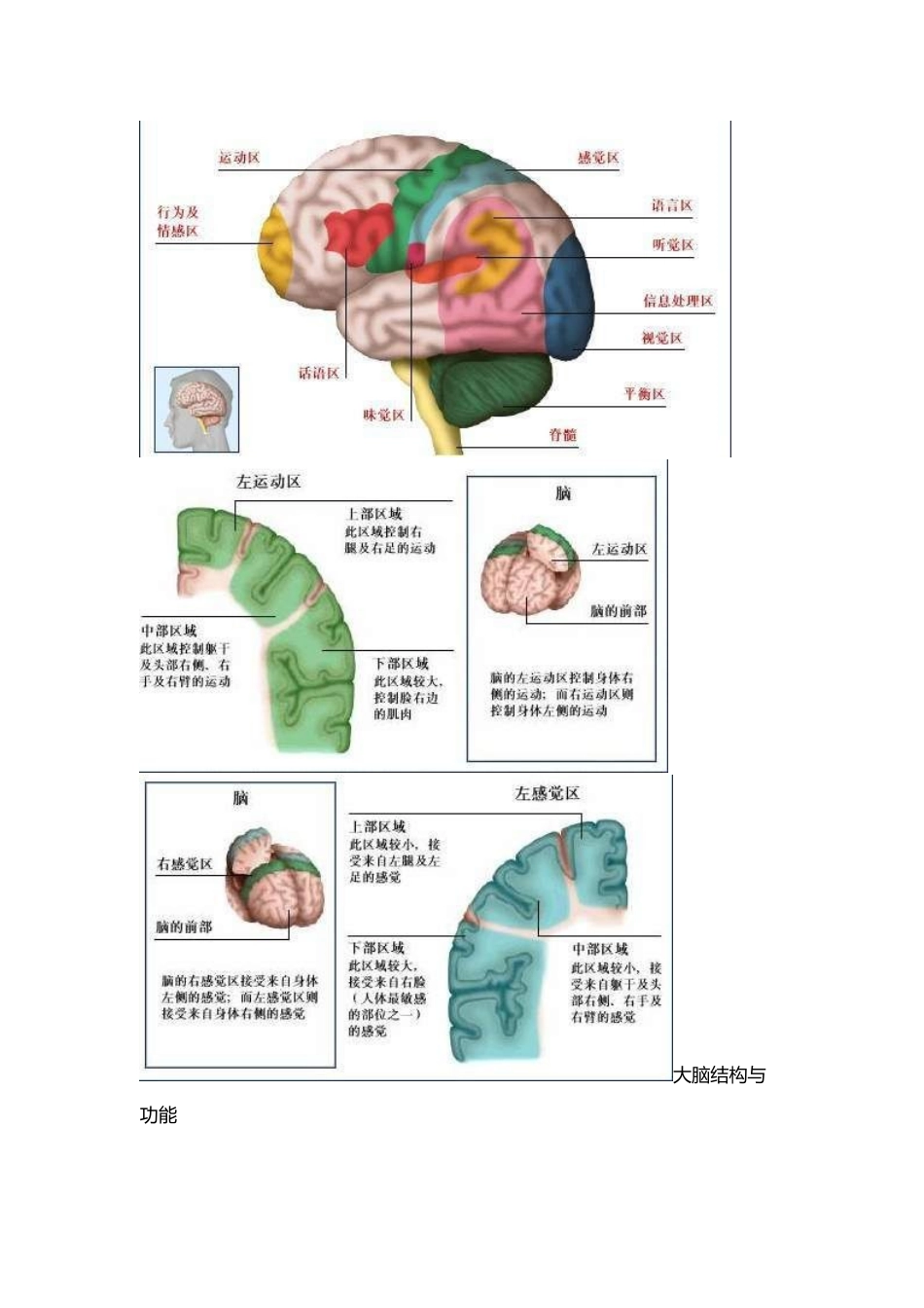 大脑结构与功能_第3页