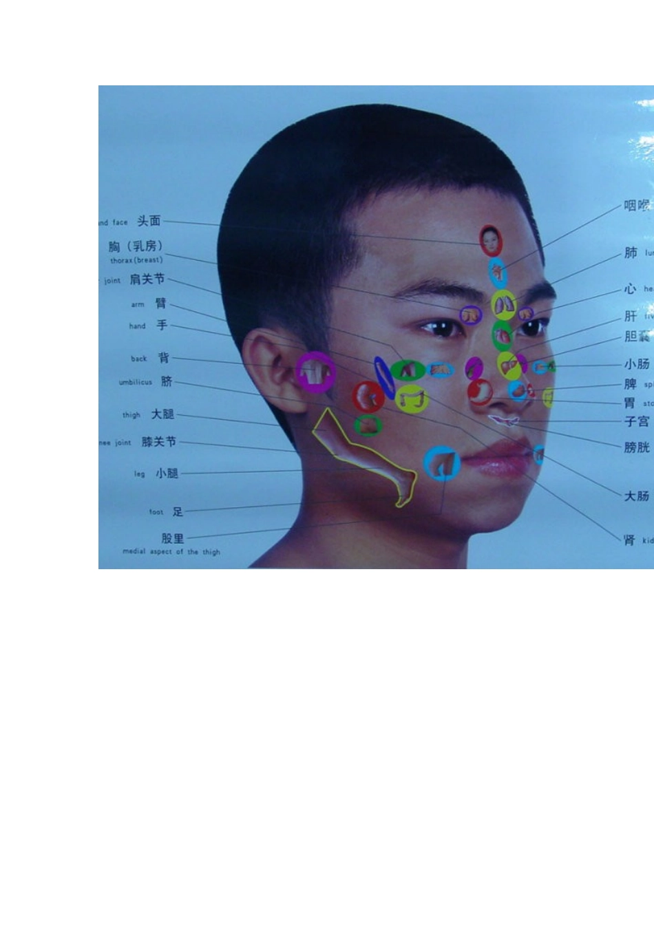 头部对应身体部位的反射区_第2页