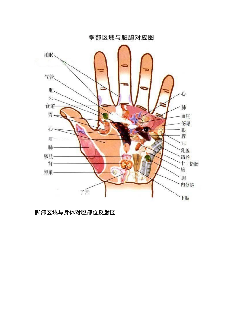 头部对应身体部位的反射区_第3页