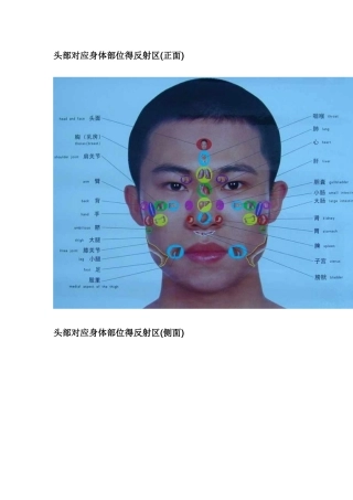 头部对应身体部位的反射区