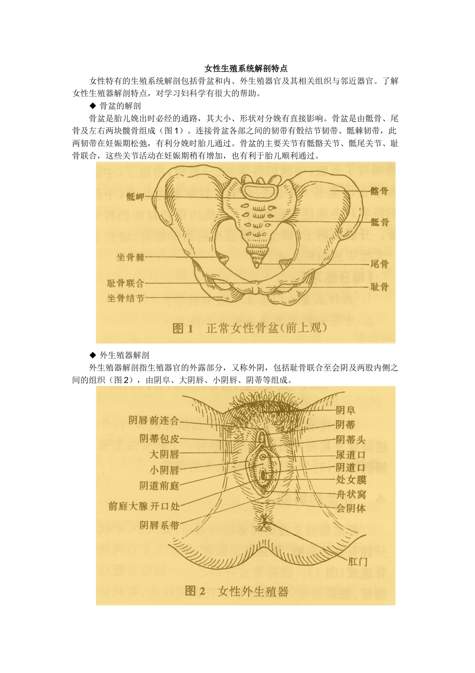 女性生殖系统解剖特点_第1页