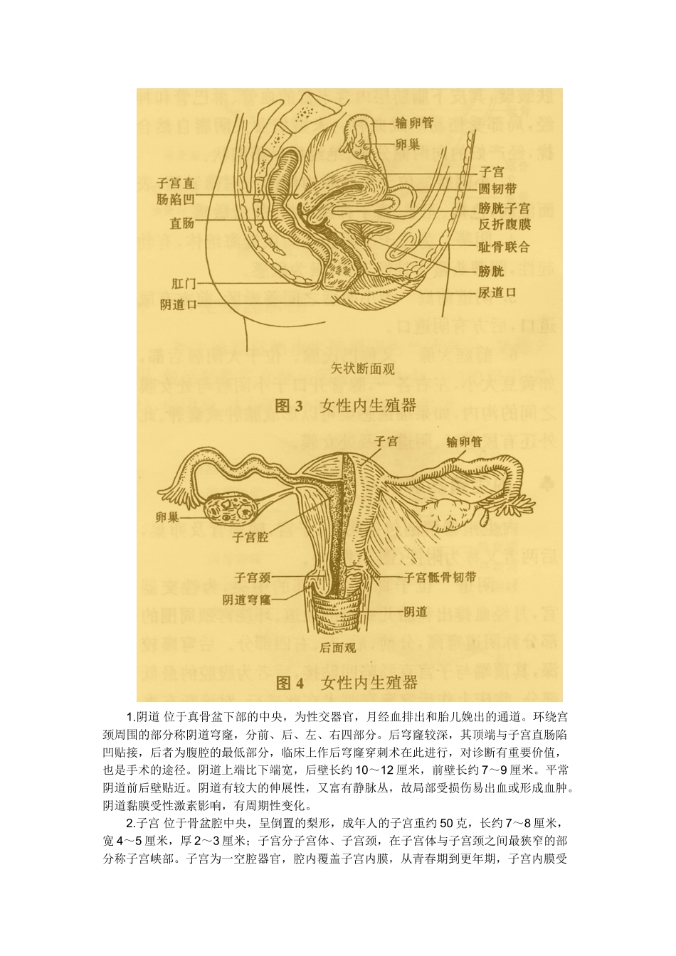 女性生殖系统解剖特点_第3页