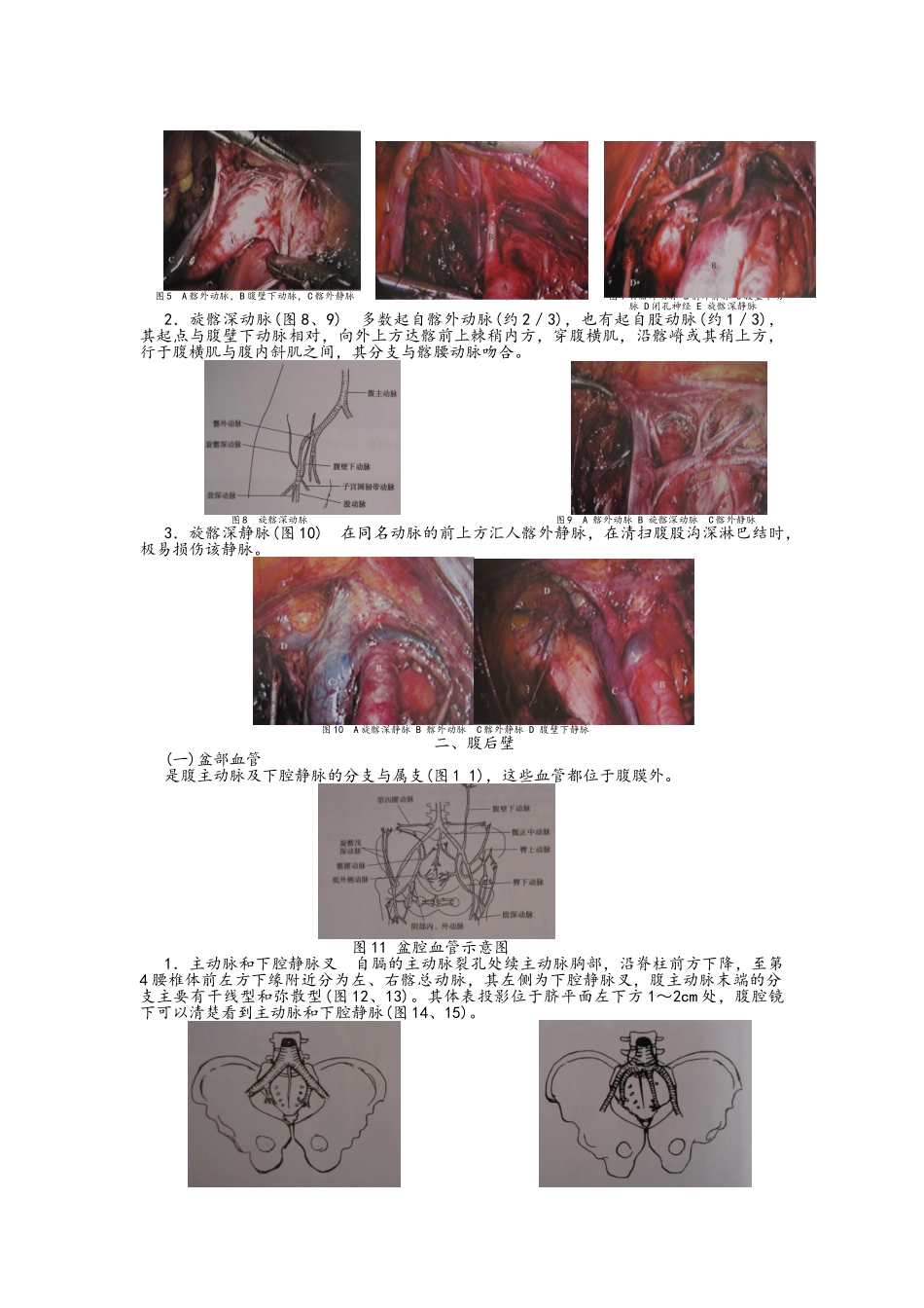 妇科腹腔镜手术相关腹部解剖_第2页