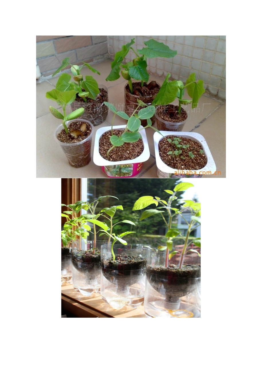 学校课程--创意盆栽制作_第2页