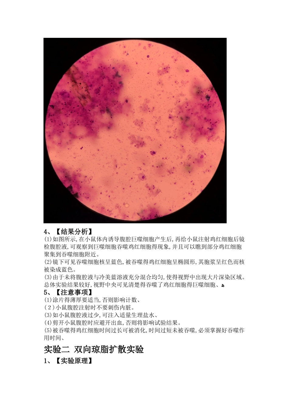 实验一  巨噬细胞吞噬功能实验_第2页