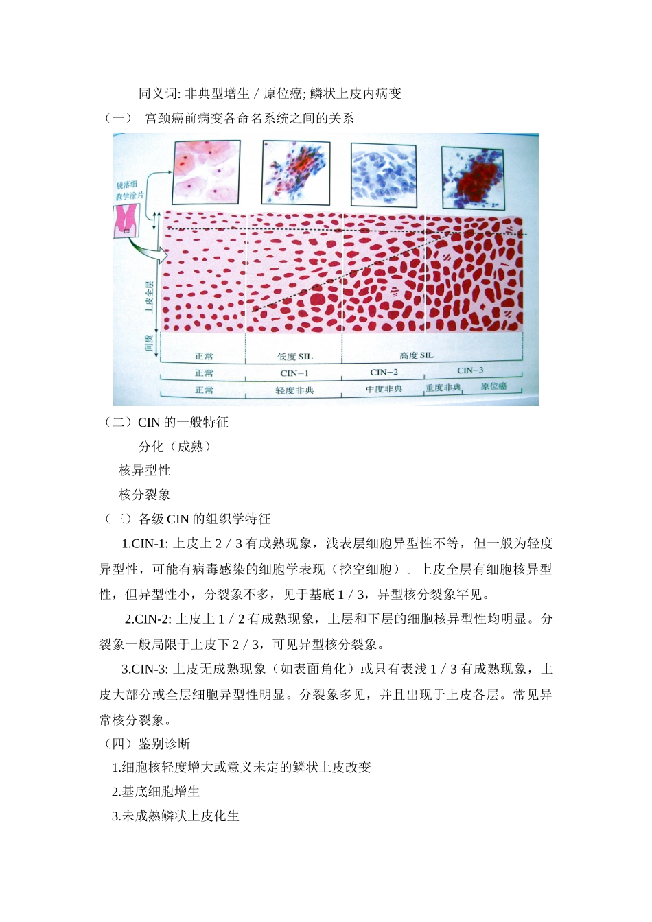 宫颈组织病理学_第3页