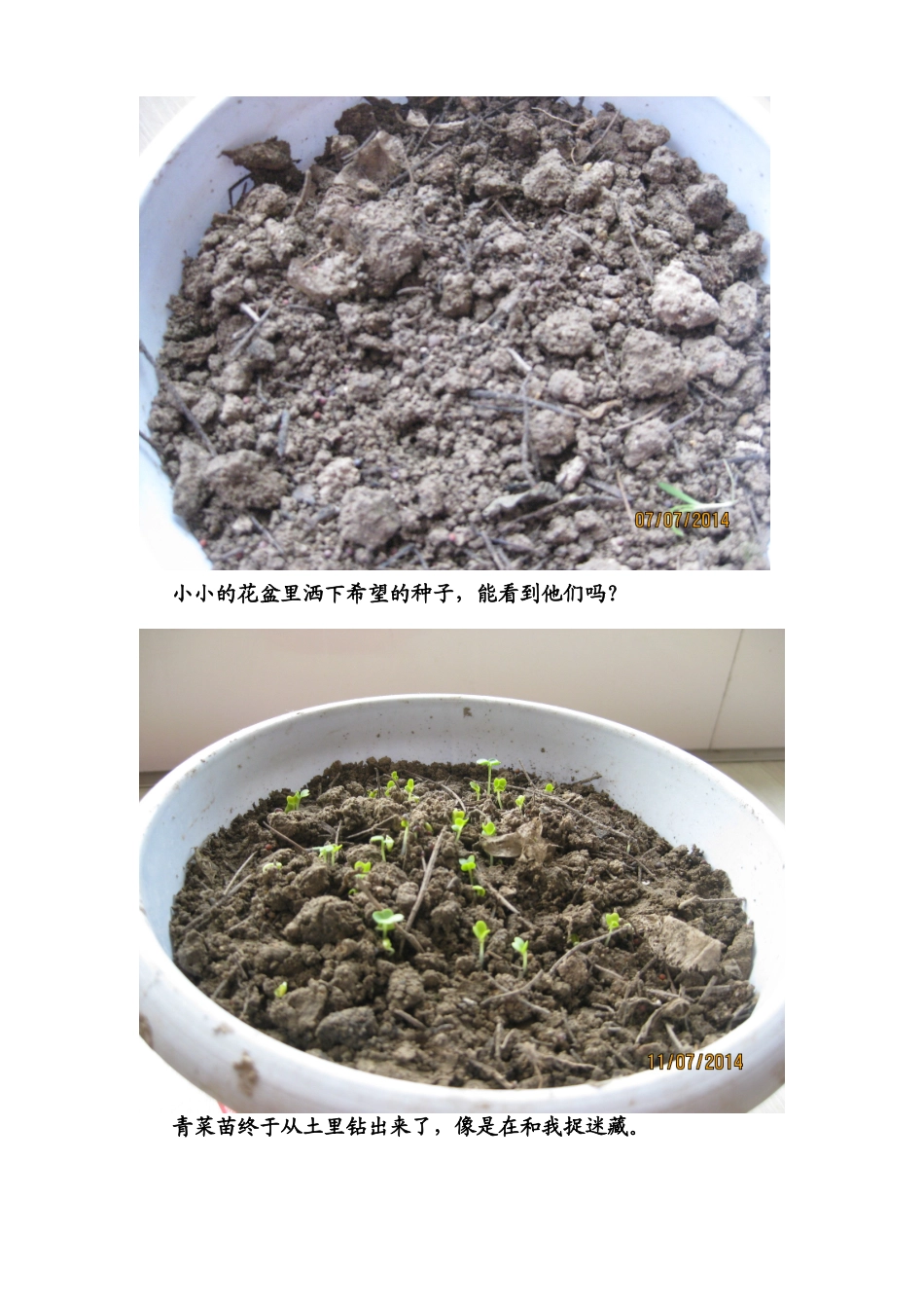 小青菜生长记_第2页