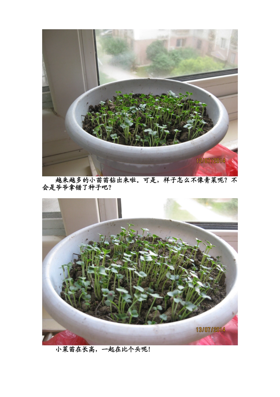 小青菜生长记_第3页