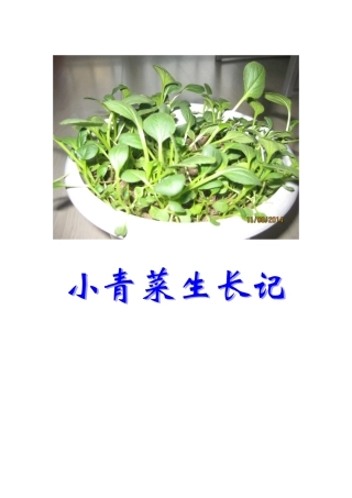 小青菜生长记
