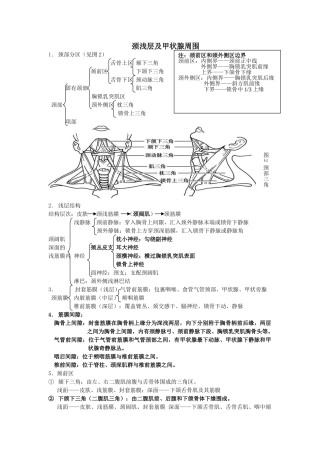 局部解剖学-重点-总结