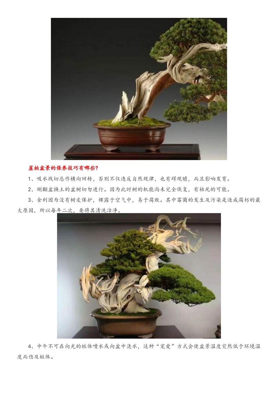 崖柏盆景资料_第2页