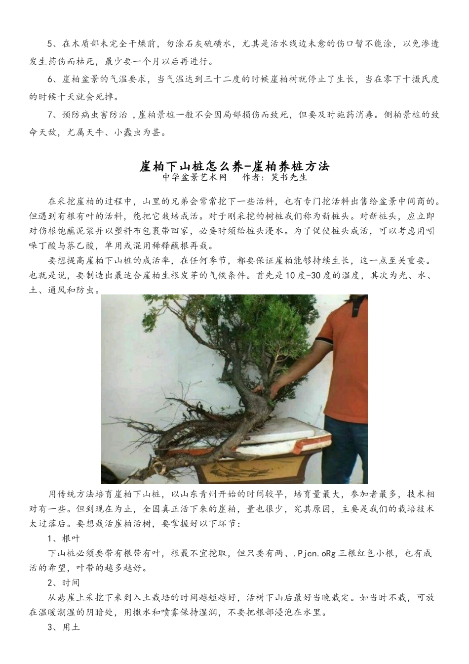 崖柏盆景资料_第3页