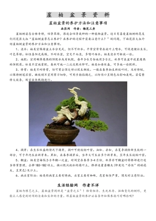崖柏盆景资料
