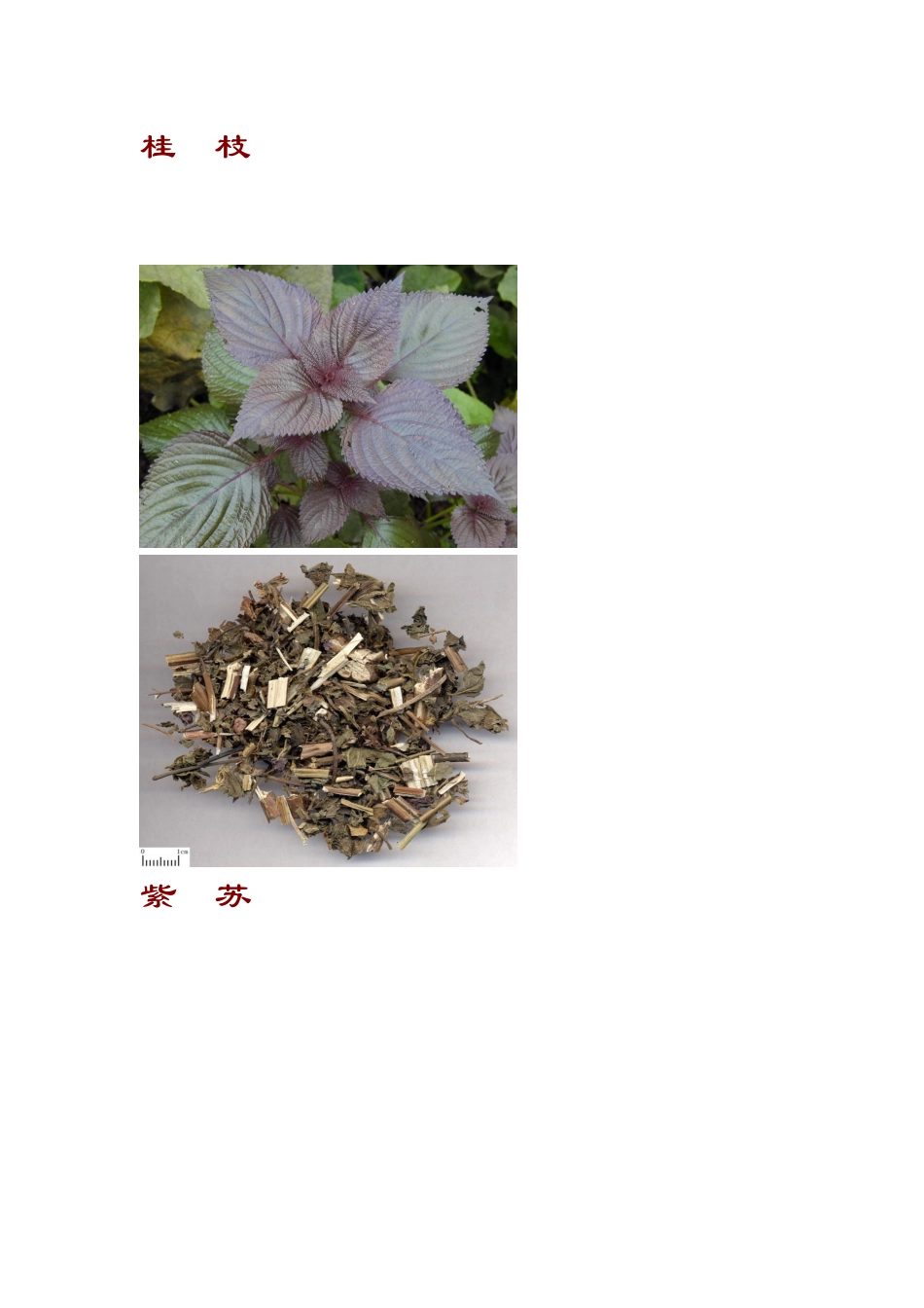 常用中药彩色图谱与鉴定_第2页