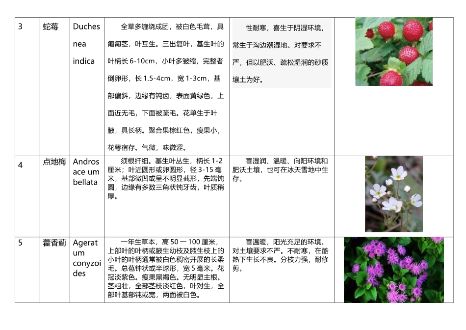 常用地被、花卉的简介_第3页