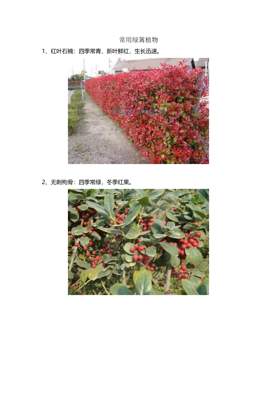 常用绿篱植物_第2页