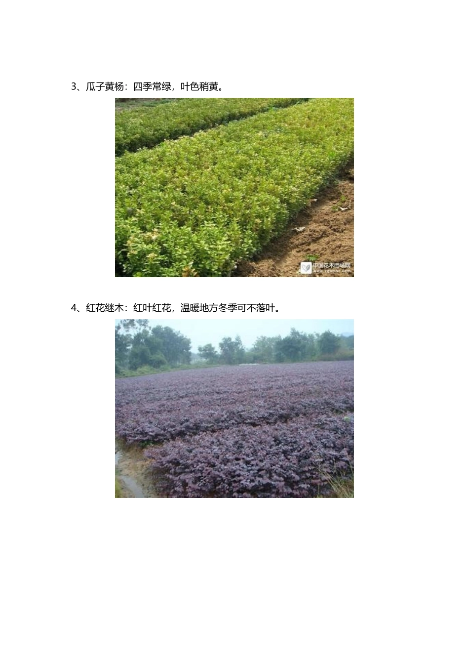 常用绿篱植物_第3页