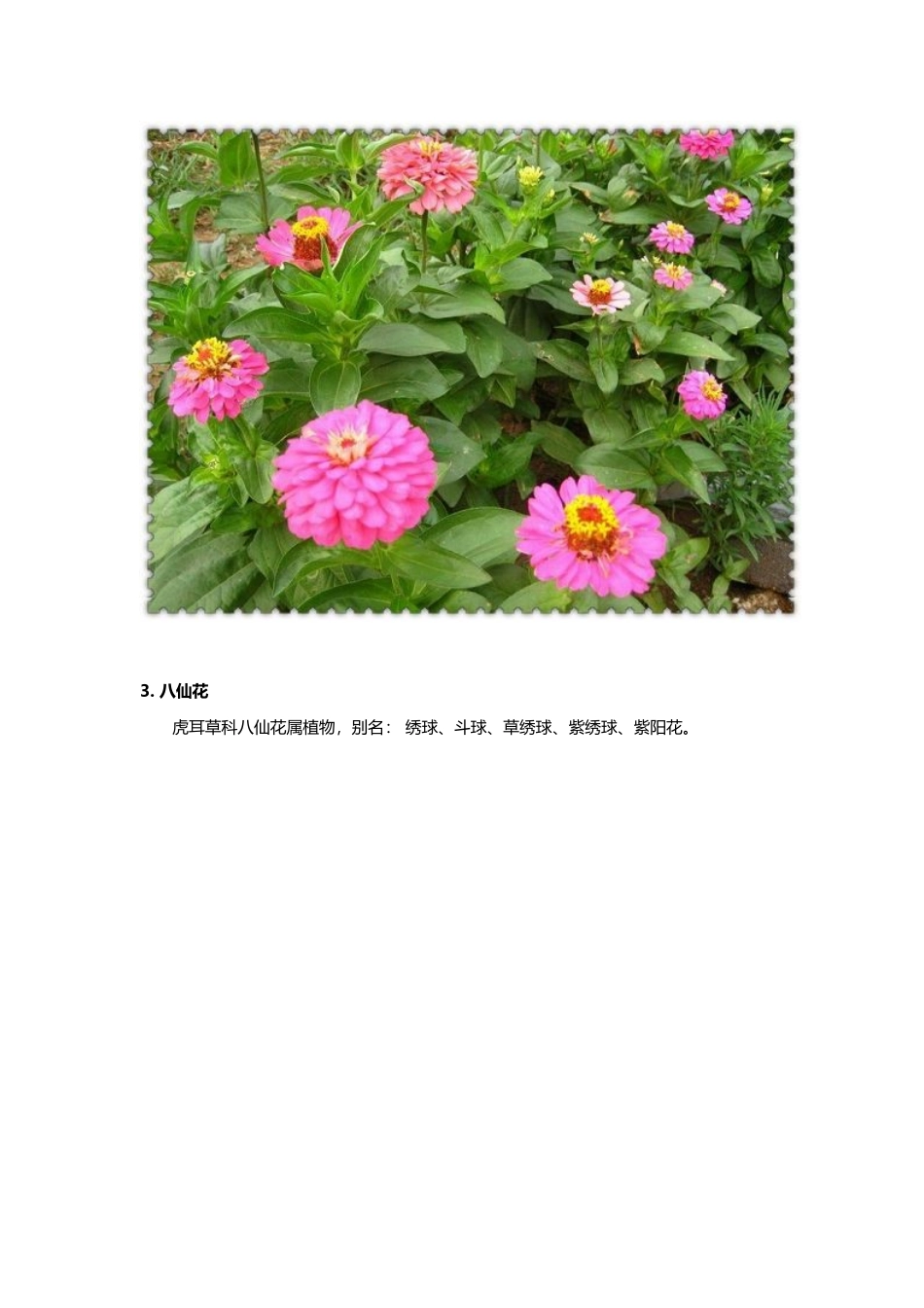 常用花镜多年生草本植物_第3页