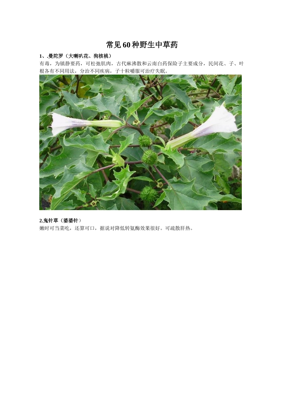 常见60种野生中草药_第1页