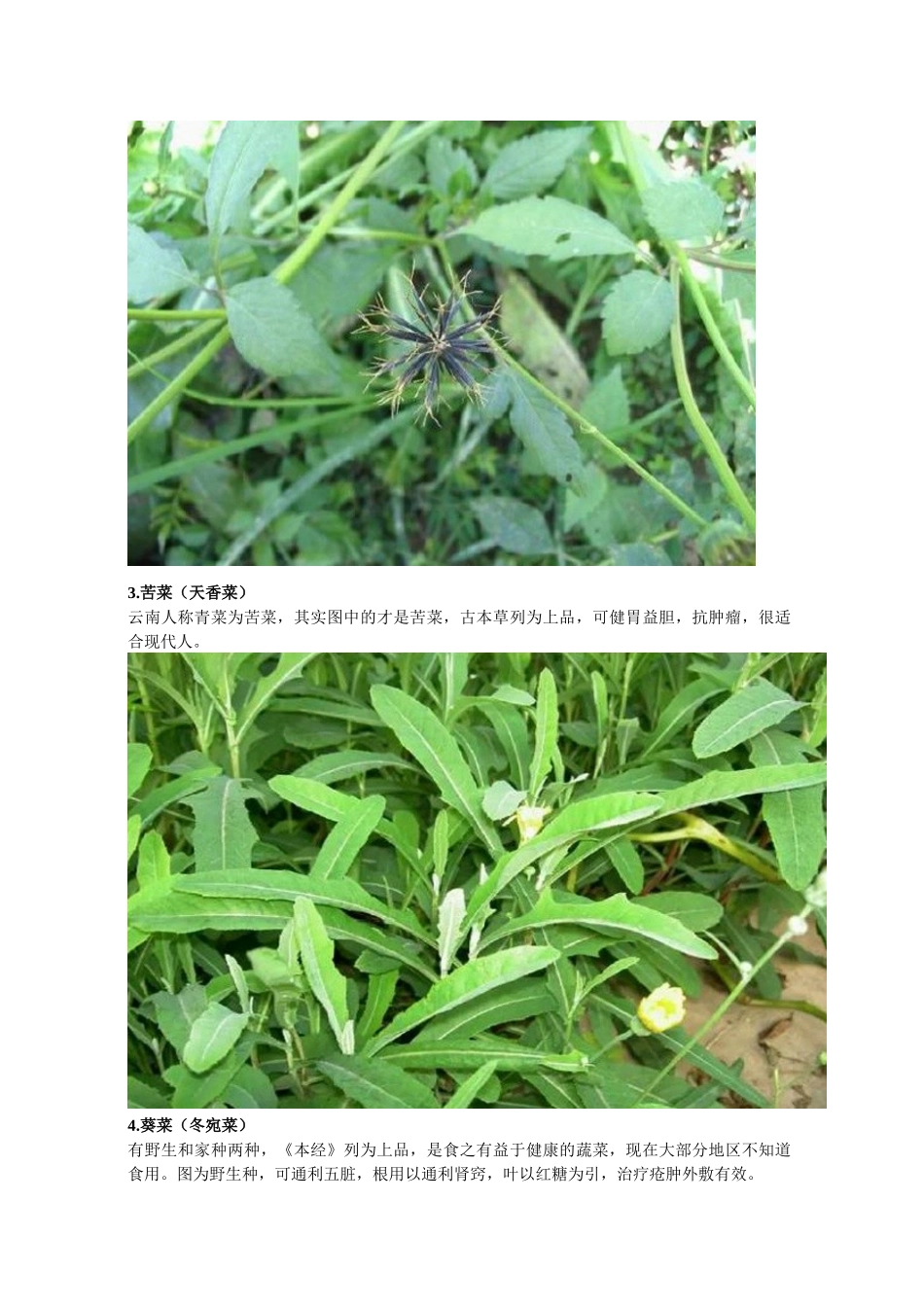 常见60种野生中草药_第2页